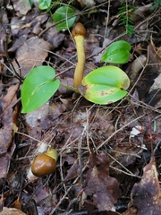 Tolypocladium capitatum