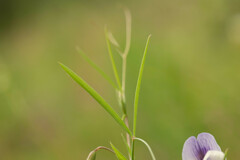 Lathyrus berteroanus