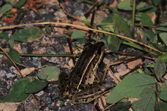 Lithobates forreri