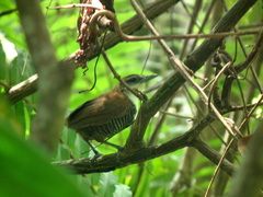 Pheugopedius fasciatoventris fasciatoventris