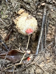 Calostoma ravenelii