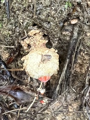Calostoma ravenelii