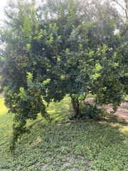 Ehretia anacua