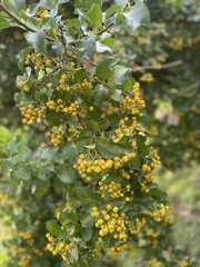 Ehretia anacua
