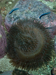 Heteractis crispa
