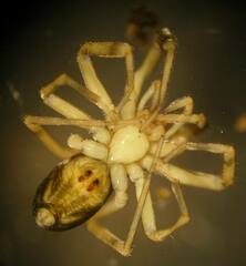 Phrurotimpus borealis