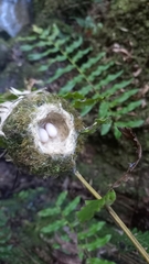 Sephanoides sephaniodes