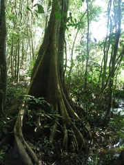 Pterocarpus officinalis