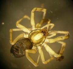 Phrurotimpus borealis