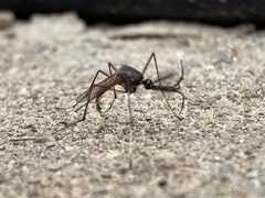 Toxorhynchites speciosus