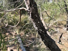 Eucalyptus crebra