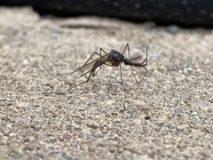 Toxorhynchites speciosus