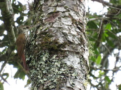 Lepidocolaptes falcinellus