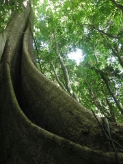 Pterocarpus officinalis