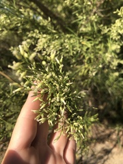 Baccharis neglecta