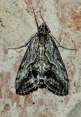 Evergestis simulatilis
