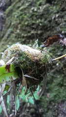 Sephanoides sephaniodes