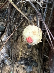 Calostoma ravenelii