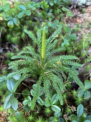 Dendrolycopodium dendroideum