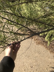 Baccharis neglecta