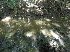 Pterocarpus officinalis