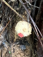 Calostoma ravenelii