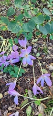 Colchicum autumnale