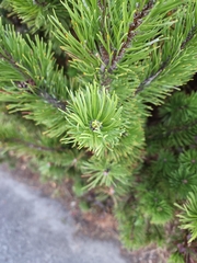 Pinus mugo