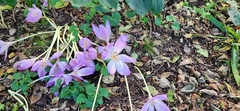 Colchicum autumnale