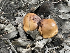 Limacella