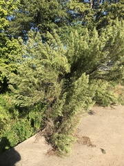 Baccharis neglecta