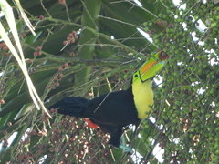 Ramphastos sulfuratus