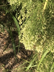 Baccharis neglecta