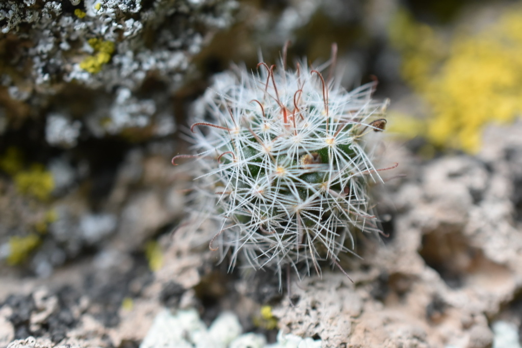 Mammillaria zeilmanniana, Guanajuato, MX