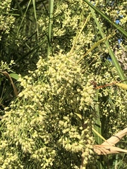Baccharis neglecta