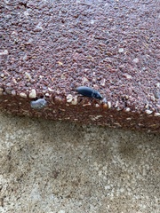 Pseudoophonus