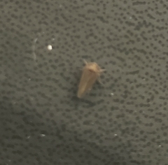 Cicadellidae