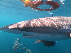 Carcharhinus falciformis