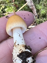 Amanita fulva