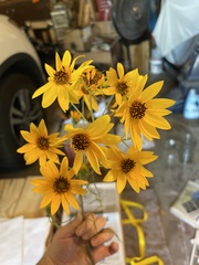 Helianthus salicifolius