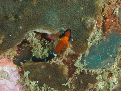 Enneapterygius similis