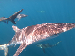 Carcharhinus falciformis