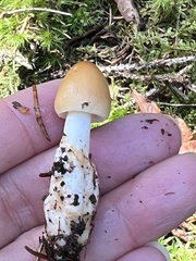 Amanita fulva