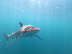 Carcharhinus falciformis