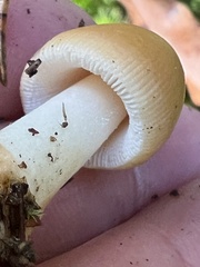 Amanita fulva