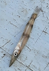 Sphyraena barracuda