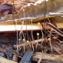 Phycomyces