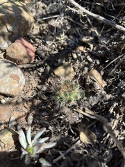 Mammillaria brandegeei