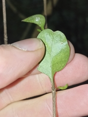 Coprosma rigida