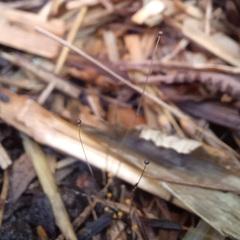 Phycomyces